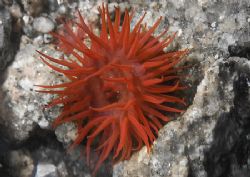 Beadlet anemone.
Anchor Bay, Connemara.
D200, 60mm. by Mark Thomas 